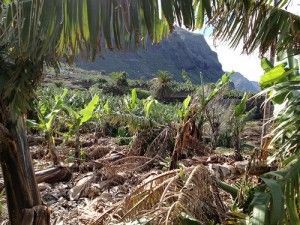 Plataneras dañadas por los vientos