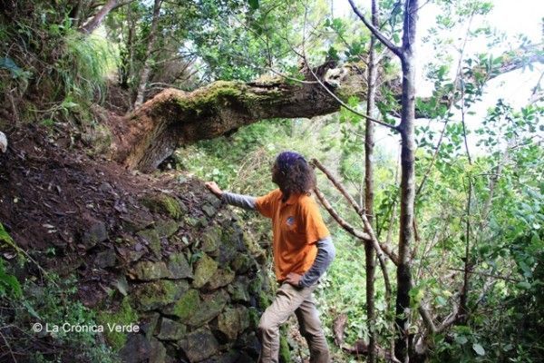 Redescubierto en La Gomera el árbol de las brujas de alcurnia