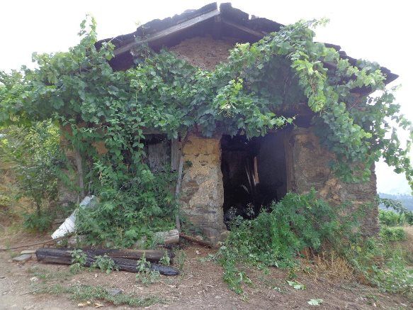 Un incendio provocado podria haber dañado los restos del gomero Antonio José Ruiz de Padrón