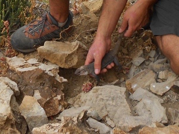 El lagarto gigante de La Gomera vuelve a la naturaleza y supera asi su fase inicial
