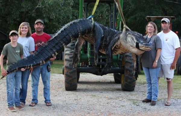 Los biólogos se interesan por el cocodrilo gigante de Alabama