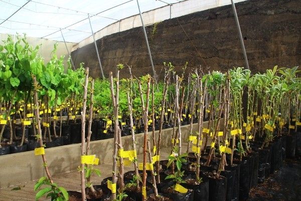 El Cabildo aprueba la ordenanza del precio público para la venta de frutales en la granja experimental