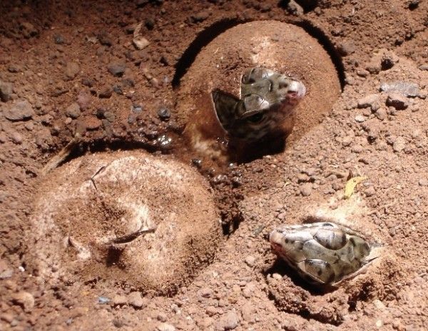 Comienzan a eclosionar los huevos de Lagarto Gigante de La Gomera