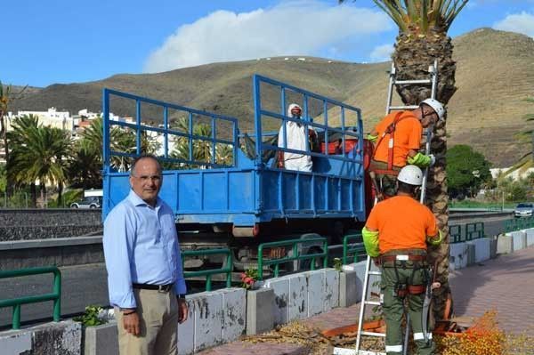 El Plan de Contingencia frente al Picudín (Diocalandra Frumenti) continúa aplicándose en los palmerales de San Sebastián