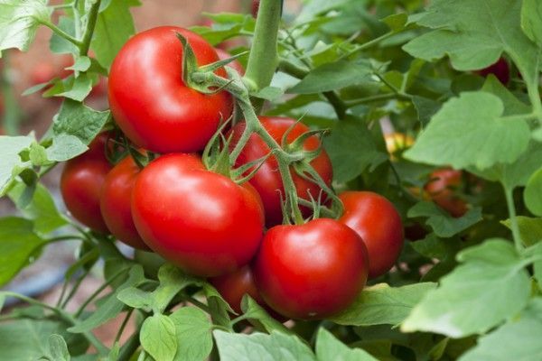 Agricultores canarios denuncian que el tomate de Marruecos entra en las islas dañando las producciones locales