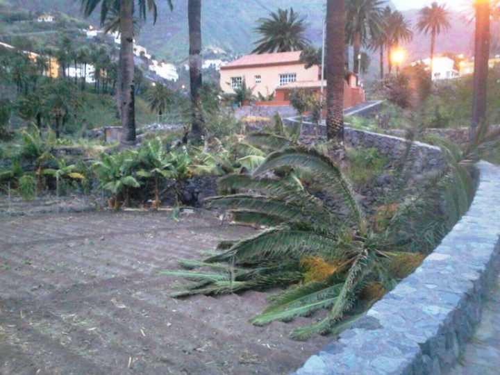 El Ayuntamiento de Valle Gran Rey insta al Cabildo a que investigue la muerte de palmeras en el municipio