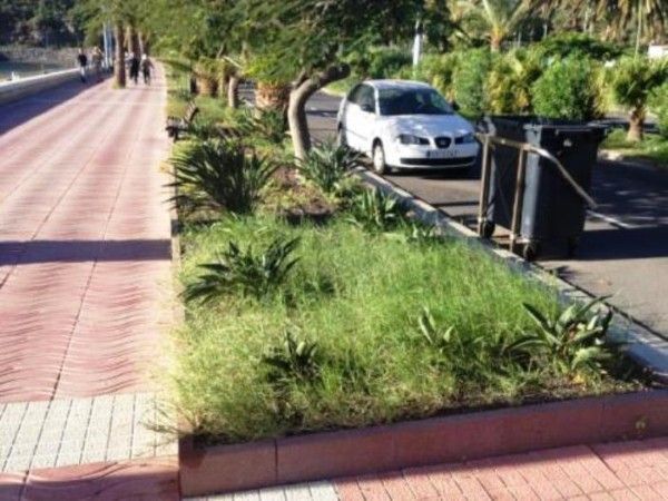 PSOE: Las hierbas crecen en los jardines de San Sebastián de La Gomera