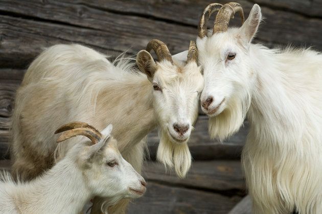 EE.UU.: Oregón ‘despide’ a 75 cabras por el incumplimiento de sus deberes