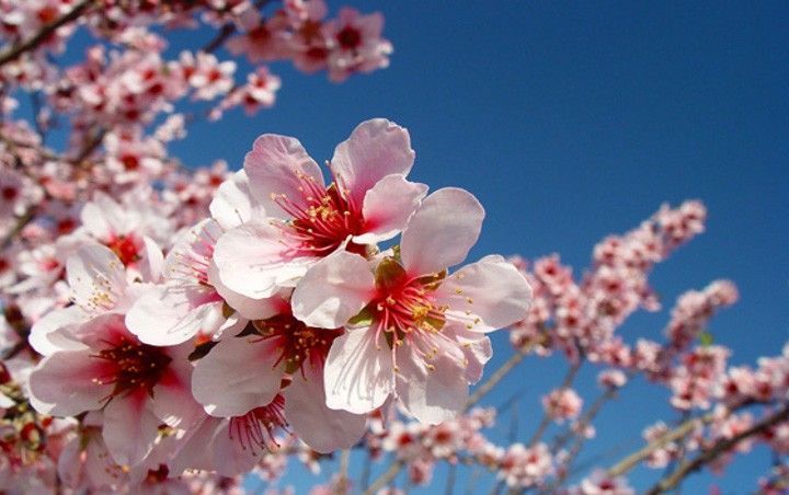El tiempo.es ofrece una previsión de alergias para esta primavera 2018