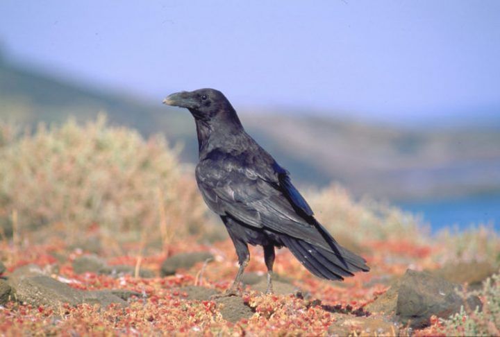 Cuervo canario © Aurelio Martín