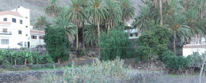 El Partido Popular de Valle Gran Rey solicita la poda de palmeras y limpieza de la zona del Palmar.