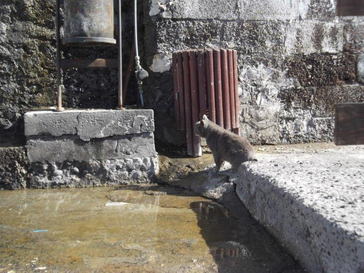 Sí se puede en Vallehermoso exige que se arregle la avería que provoca pérdidas de agua potable en Alojera