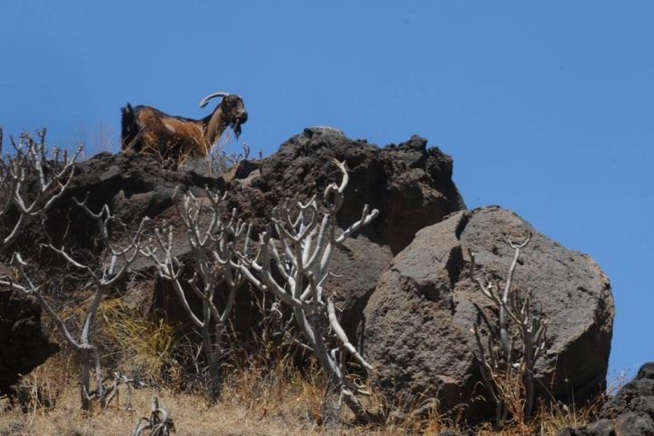 El Cabildo inicia el programa de auditorías para las explotaciones ganaderas de La Gomera