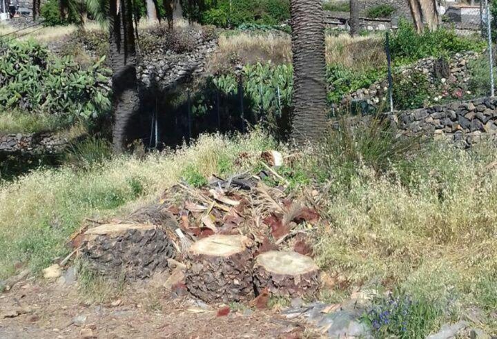 Sí se puede en Vallehermoso muestra preocupación por la tala de palmas canarias