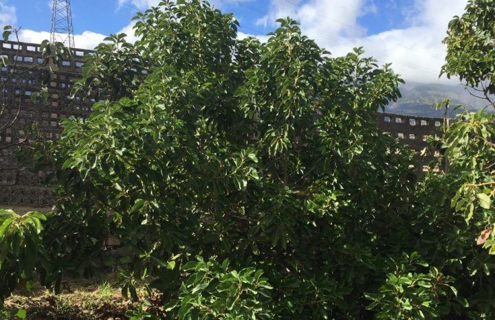El ICIA registra una nueva variedad de aguacate en Europa procedente de una semilla de La Gomera