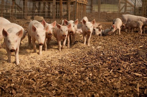 Detectados más de 400 genes de resistencia a antibióticos en granjas europeas