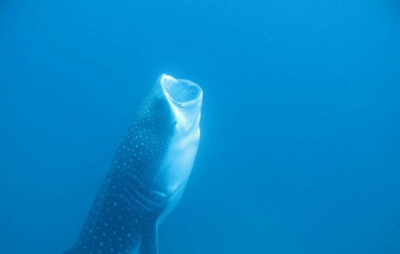 Un tiburón ballena realiza la mayor migración transpacífica jamás registrada, 20.142 kilómetros