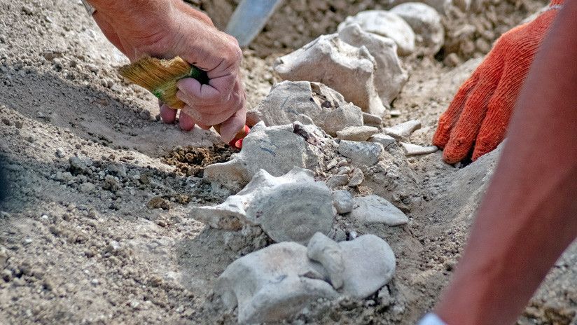 Gran éxito paleontológico: Hallan en Crimea restos de una ballena de 10 millones de años