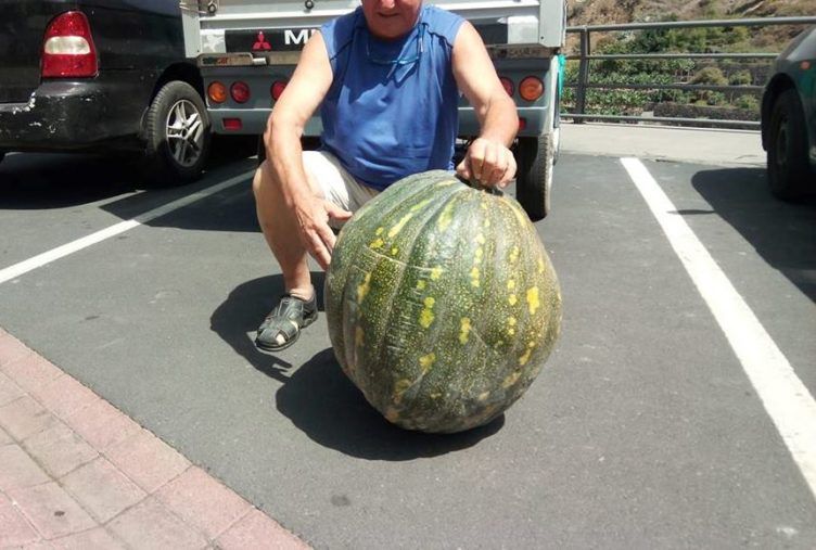 Cultivan en Hermigua una calabaza de cerca de 70 kilos