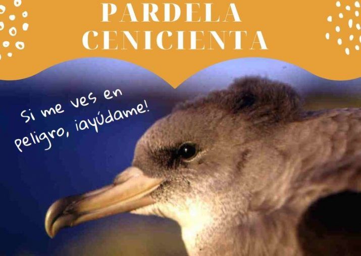 El Cabildo de La Gomera activa la campaña de recogida de la pardela cenicienta