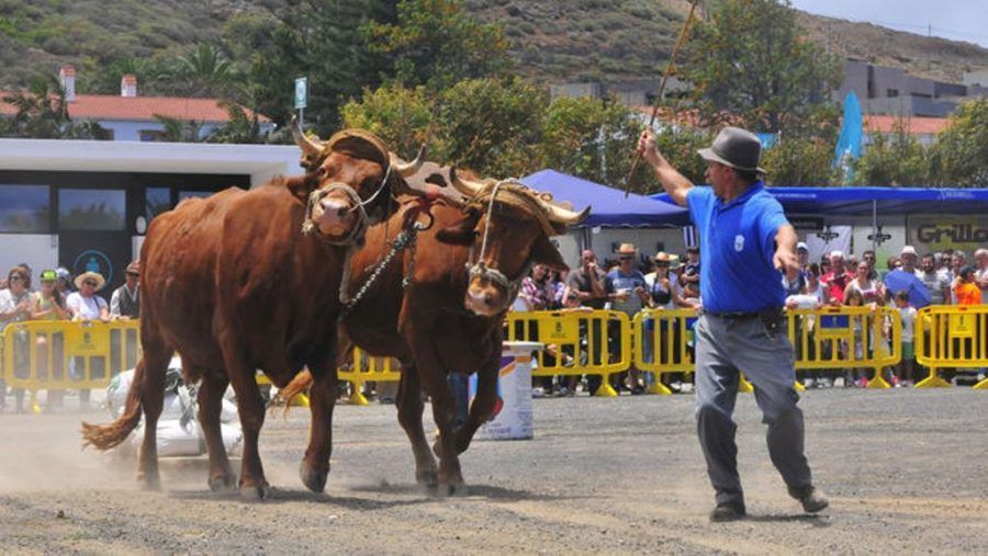Más de 70 colectivos piden al Parlamento que los animales sean excluidos de los juegos y deportes canarios
