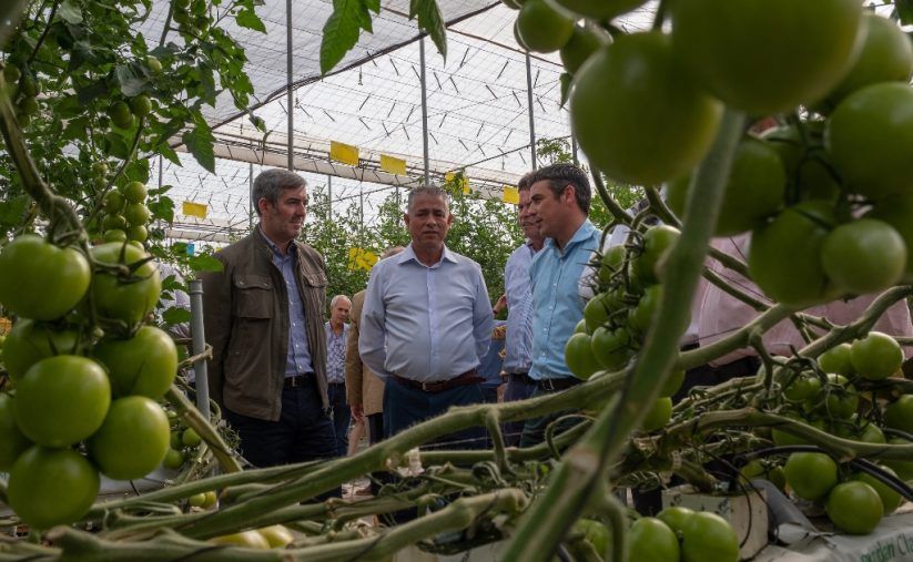 Clavijo visita a los tomateros de La Aldea para hablar de logros pero sin soluciones para amortiguar el impacto del ‘brexit’