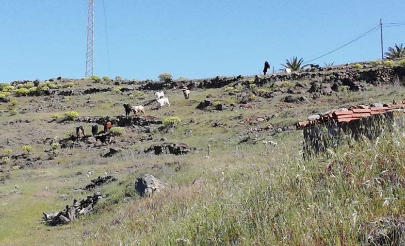 Sí se puede en Vallehermoso advierte de los daños del ganado asilvestrado en las medianías del municipio