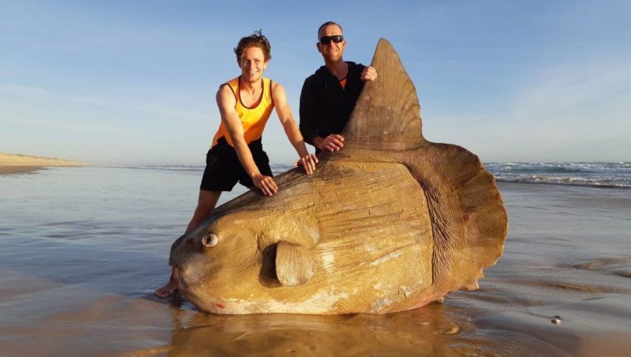 Aparece un pez luna gigante en una playa de Australia