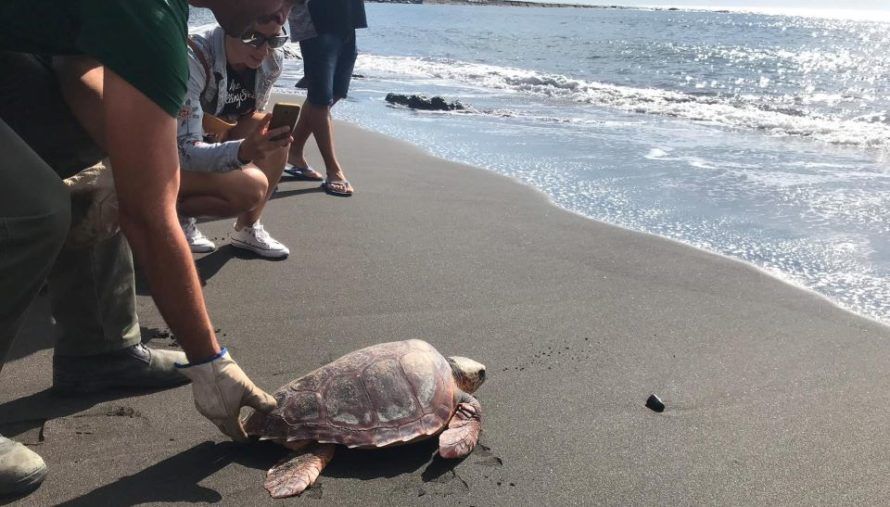 Más de setenta escolares participa en la suelta de una tortuga boba en Playa de la Cueva