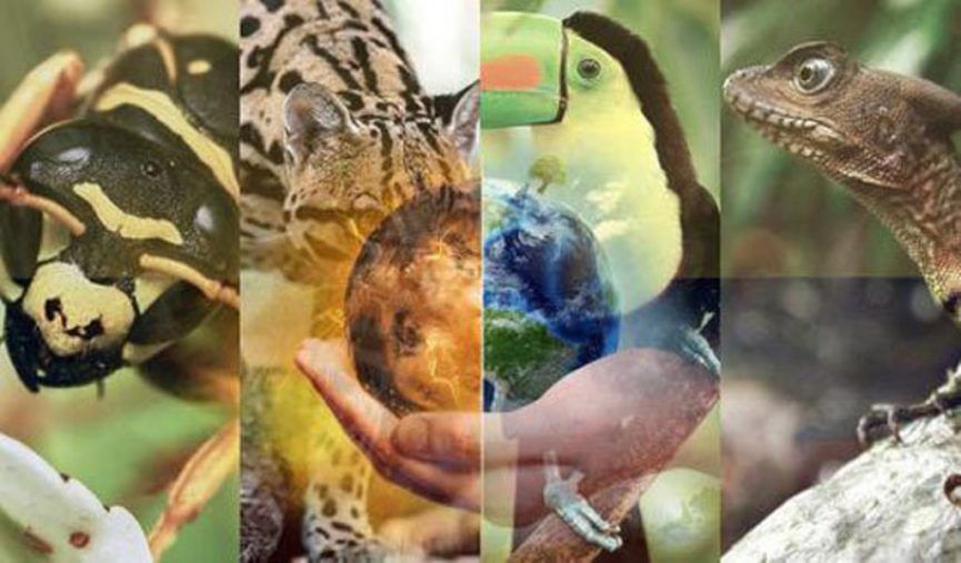 Efectos del cambio climático sobre la biodiversidad