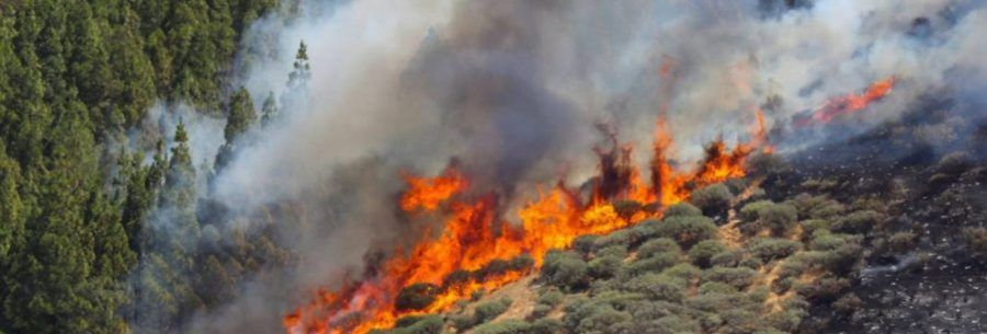 El PSOE propone una iniciativa de apoyo a los afectados por los incendios en Gran Canaria