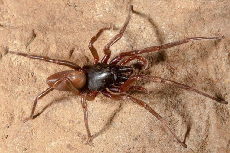 Secuencian el genoma de una araña endémica de las islas Canarias