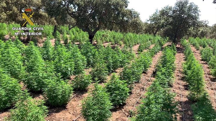 La Guardia Civil desmantela en Cáceres una plantación con 22.000 matas de marihuana