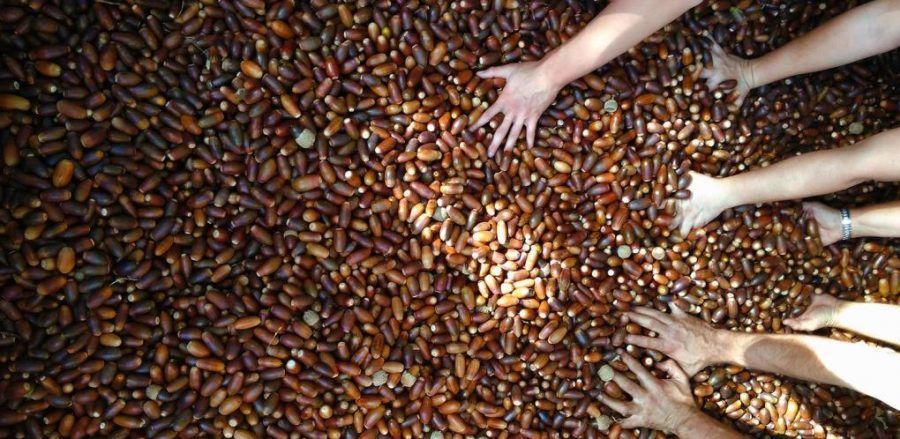 La Gran Bellotada Ibérica o cómo plantar 25 millones de árboles