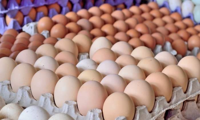 Sanidad detecta salmonella en una explotación de aves en La Gomera, pero no hay alerta sanitaria
