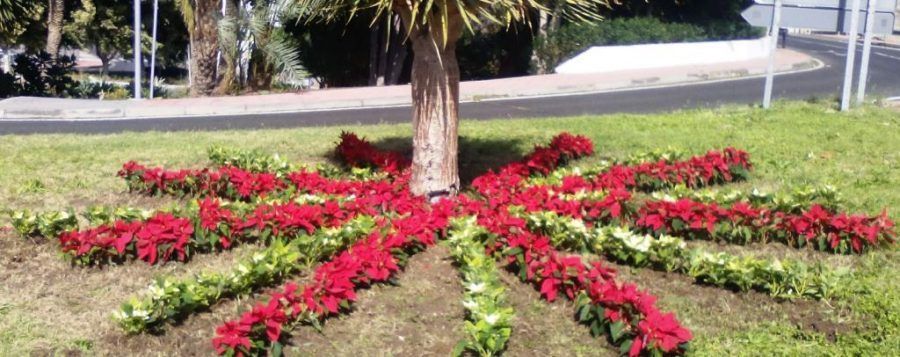 San Sebastián de La Gomera vestirá en la Navidad las calles con 1.600 flores de pascua