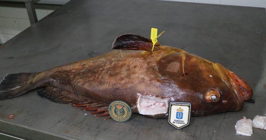 Incautado en la Gomera un Mero de 25 kilogramos procedente de la Pesca furtiva que iba a ser comercializado en un establecimiento de restauración