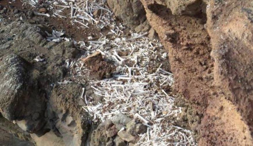 Descubren con ayuda de un dron una cueva prehispánica en Gran Canaria con 72 momias