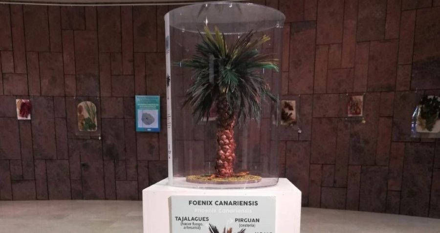 El Cabildo acoge una muestra sobre el tratamiento y preservación de flora endémica