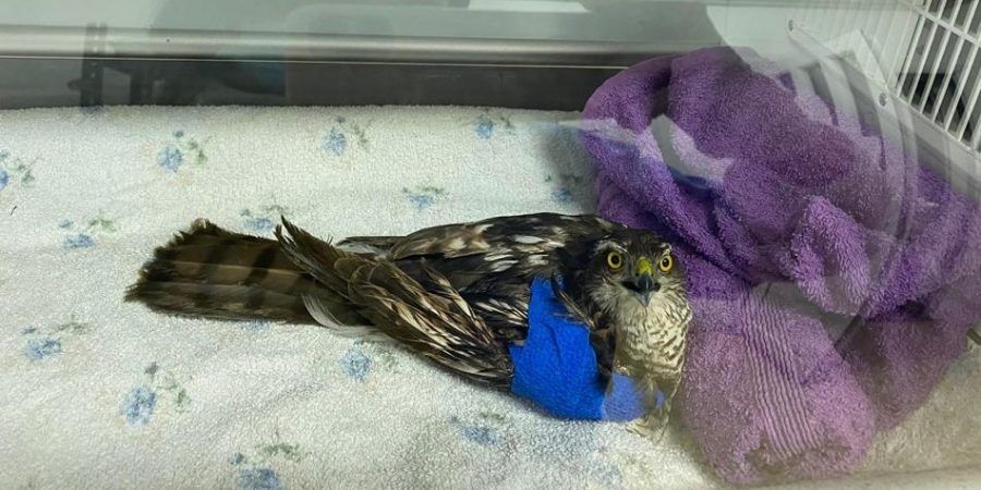El Cabildo de La Gomera devuelve a su hábitat a un gavilán tratado en el Centro de Recuperación de Fauna de Tafira