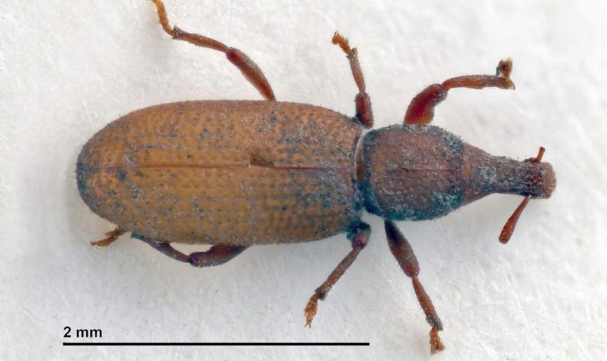 Se descubren tres nuevas especies de gorgojos ciegos en Canarias