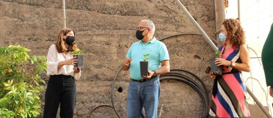El Cabildo crea el primer semillero de café de La Gomera