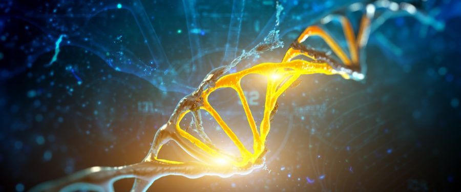 La línea germinal masculina es el motor de la evolución estructural del genoma