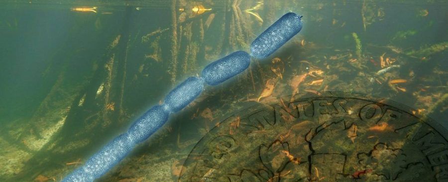 La bacteria más grande del mundo desafía a la microbiología