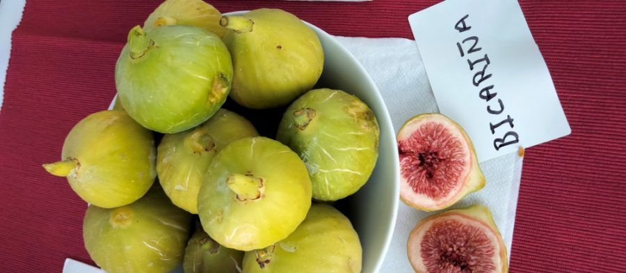 El ICIA fomenta la conservación de las higueras como cultivo con un alto potencial productivo