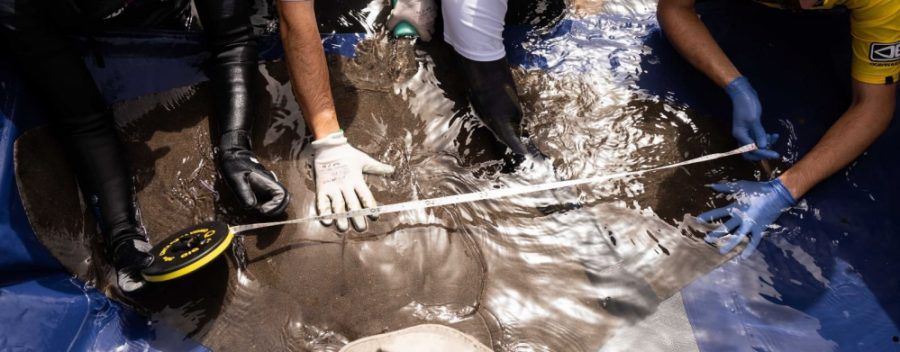 Transición Ecológica inicia los trabajos de seguimiento de rayas mantelinas en Valle Gran Rey