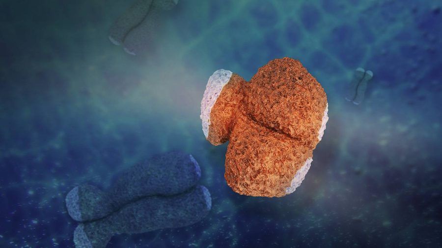 El cromosoma Y humano (a la derecha de la imagen) es diminuto en comparación con su homólogo el cromosoma X, resultado de la pérdida constante de genes del Y a lo largo de la historia evolutiva. Sin embargo, también es muy importante para la salud humana. /Jason Drees/ASU