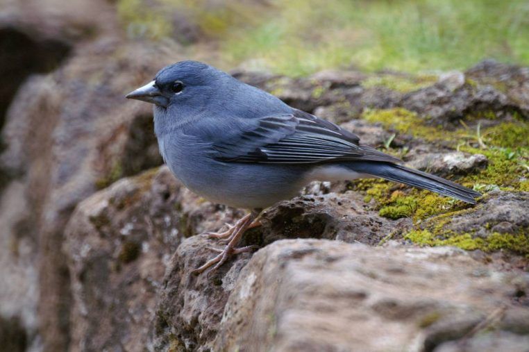 Pinzón azul de Tenerife