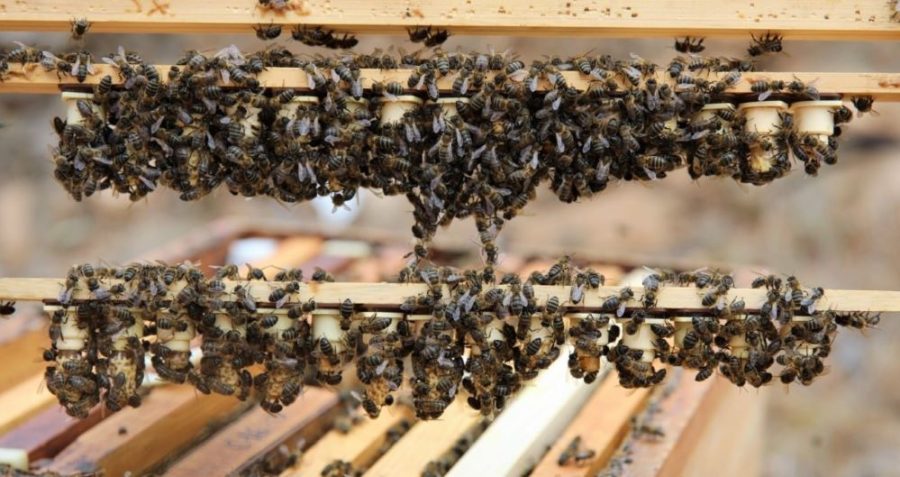 539.000 euros en ayudas a la producción de miel procedente de la raza autóctona de abeja negra
