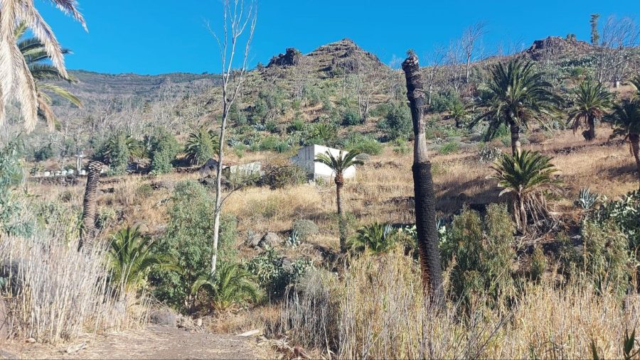 Iniciativa por La Gomera (IxLG) señala el preocupante deterioro que muestran los palmerales en el Barranco de Santiago